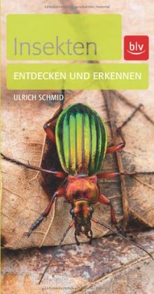 Insekten: Entdecken und erkennen