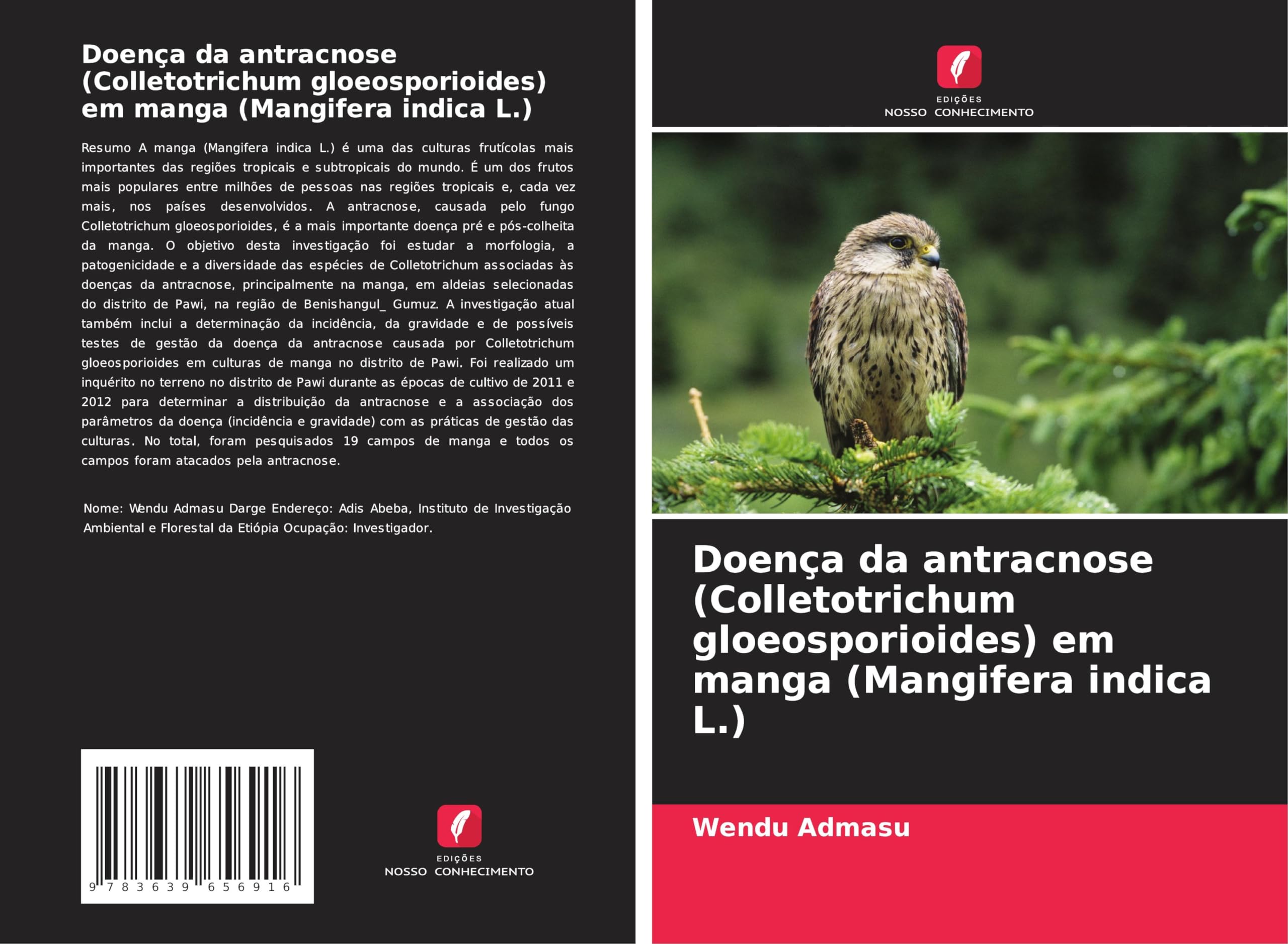 Doença da antracnose (Colletotrichum gloeosporioides) em manga (Mangifera indica L.)