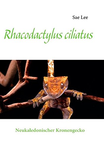 Rhacodactylus ciliatus: Neukaledonischer Kronengecko