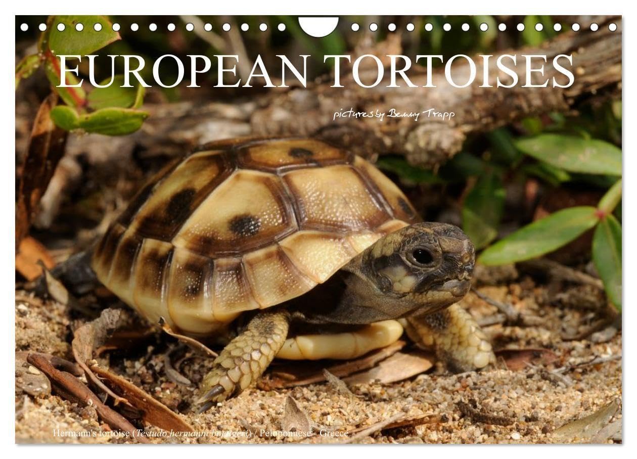 European Tortoises / UK-Version (Wall Calendar 2027 DIN A4 landscape), CALVENDO 12 Month Wall Calendar