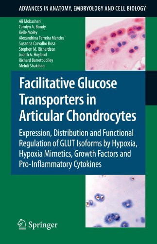 Facilitative Glucose Transporters in Articular Chondrocytes: Expression, Distribution and Functional Regulation of GLUT Isoforms by Hypoxia, Hypoxia ... in Anatomy, Embryology and Cell Biology)
