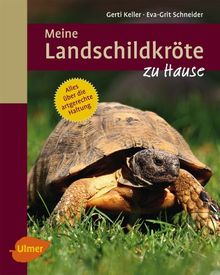 Meine Landschildkröte zu Hause