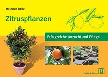 Zitruspflanzen: Erfolgreiche Anzucht und Pflege