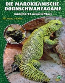 Die Marokkanische Dornschwanzagame: Uromastyx nigriventris
