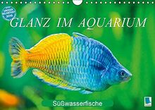 Glanz im Aquarium: Süßwasserfische (Wandkalender 2016 DIN A4 quer): Aquarium: Prachtregenbogenfisch, Marmorskalar & Co. (Monatskalender, 14 Seiten) (CALVENDO Tiere)