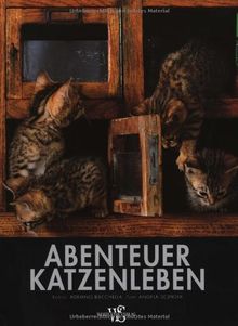 Abenteuer Katzenleben (Natur, Tiere)