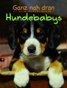 Ganz nah dran: Hundebabys