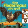 Eine Fledermaus wird groß