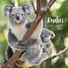 Koala Bären 2022: Broschürenkalender mit Ferienterminen. Format: 30 x 30 cm