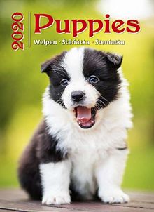 Puppies Calendar - Calendars 2019 - 2020 Wall Calendar - Photo Calendar - 12 Month Calendar by Helma (Multilingual Edition)