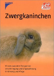 Zwergkaninchen