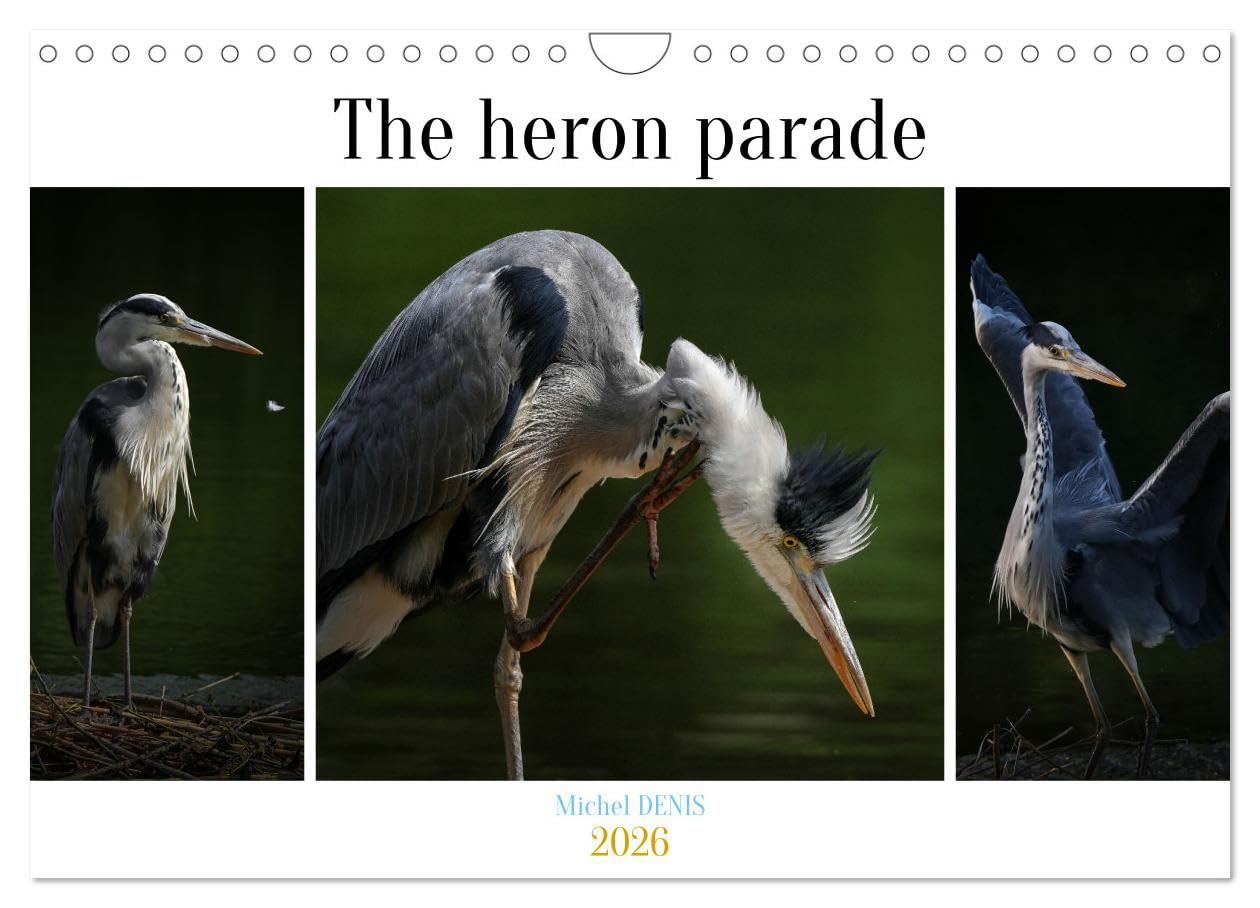 The heron parade (Wall Calendar 2026 DIN A4 landscape), CALVENDO 12 Month Wall Calendar: Various pictures of a heron in a pond