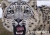 Leoparden (Wandkalender immerwährend DIN A2 quer)