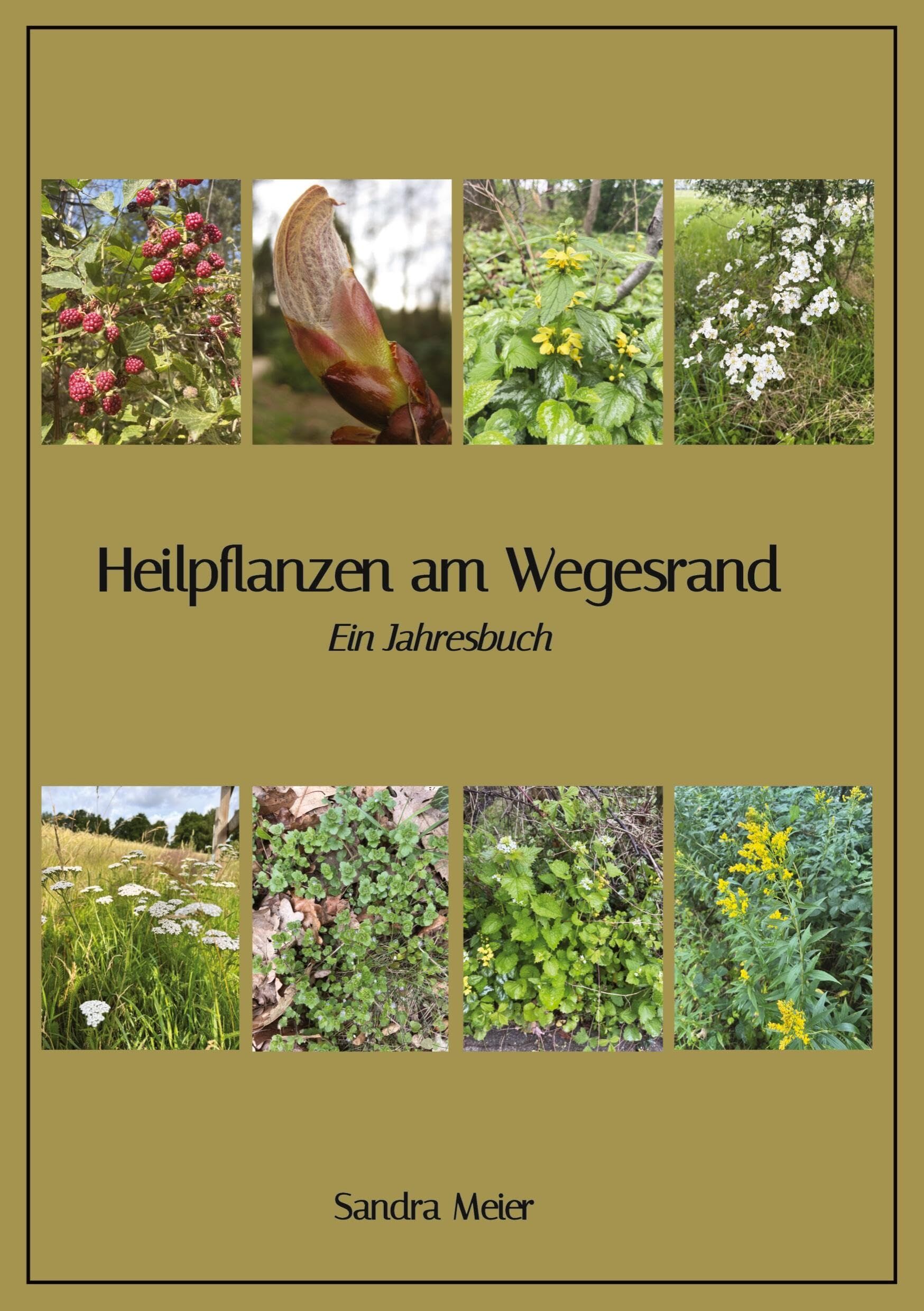 Heilpflanzen am Wegesrand