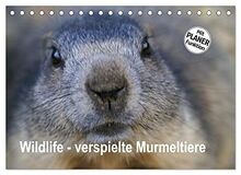 Wildlife - Verspielte Murmeltiere (Tischkalender 2023 DIN A5 quer), Calvendo Monatskalender