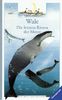 Wale. Die letzten Riesen der Meere. Die Welt entdecken. ( Ab 8 J.)