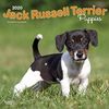 Jack Russell Terrier Puppies - Jack Russell Terrier Welpen 2020 - 16-Monatskalender mit freier DogDays-App: Original BrownTrout-Kalender [Mehrsprachig] [Kalender] (Wall-Kalender)