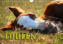 Fohlen - das Leben ist schön (Wandkalender 2022 DIN A4 quer) [Calendar] Utz, Renate [Calendar] Utz, Renate