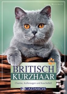 Britisch Kurzhaar: Charme, Kulleraugen und Kuschelfell