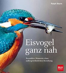 Eisvogel ganz nah: Besondere Momente einer außergewöhnlichen Beziehung