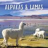 Alpakas und Lamas 2022: Broschürenkalender mit Ferienterminen. Format: 30 x 30 cm