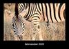 Zebrazauber 2022 Fotokalender DIN A3: Monatskalender mit Bild-Motiven von Haustieren, Bauernhof, wilden Tieren und Raubtieren