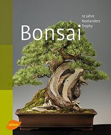 acer butterfly bonsai 38 Year Old Japanese Butterfly Maple Specimen Bonsai Tree main image 1