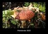 Pilzkalender 2023 Fotokalender DIN A3: Monatskalender mit Bild-Motiven aus Fauna und Flora, Natur, Blumen und Pflanzen