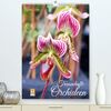 Traumhafte Orchideen (Premium, hochwertiger DIN A2 Wandkalender 2024, Kunstdruck in Hochglanz): Vielfältige Orchideenblüten in ausdrucksstarken ... (Monatskalender, 14 Seiten ) (CALVENDO Natur)