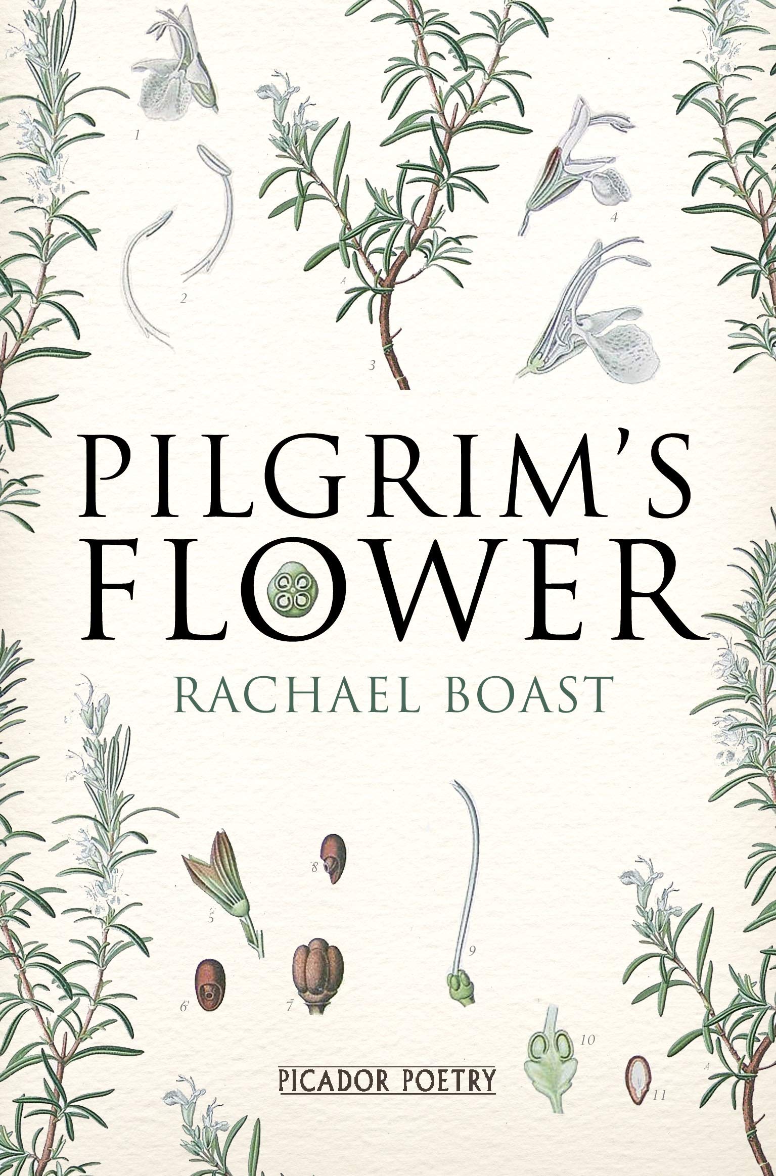 Pilgrim's Flower