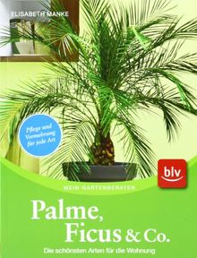 Palme, Ficus und Co: Die schönsten Arten für die Wohnung