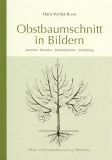 Obstbaumschnitt in Bildern: Kernobst - Steinobst - Beerensträucher - Veredlung