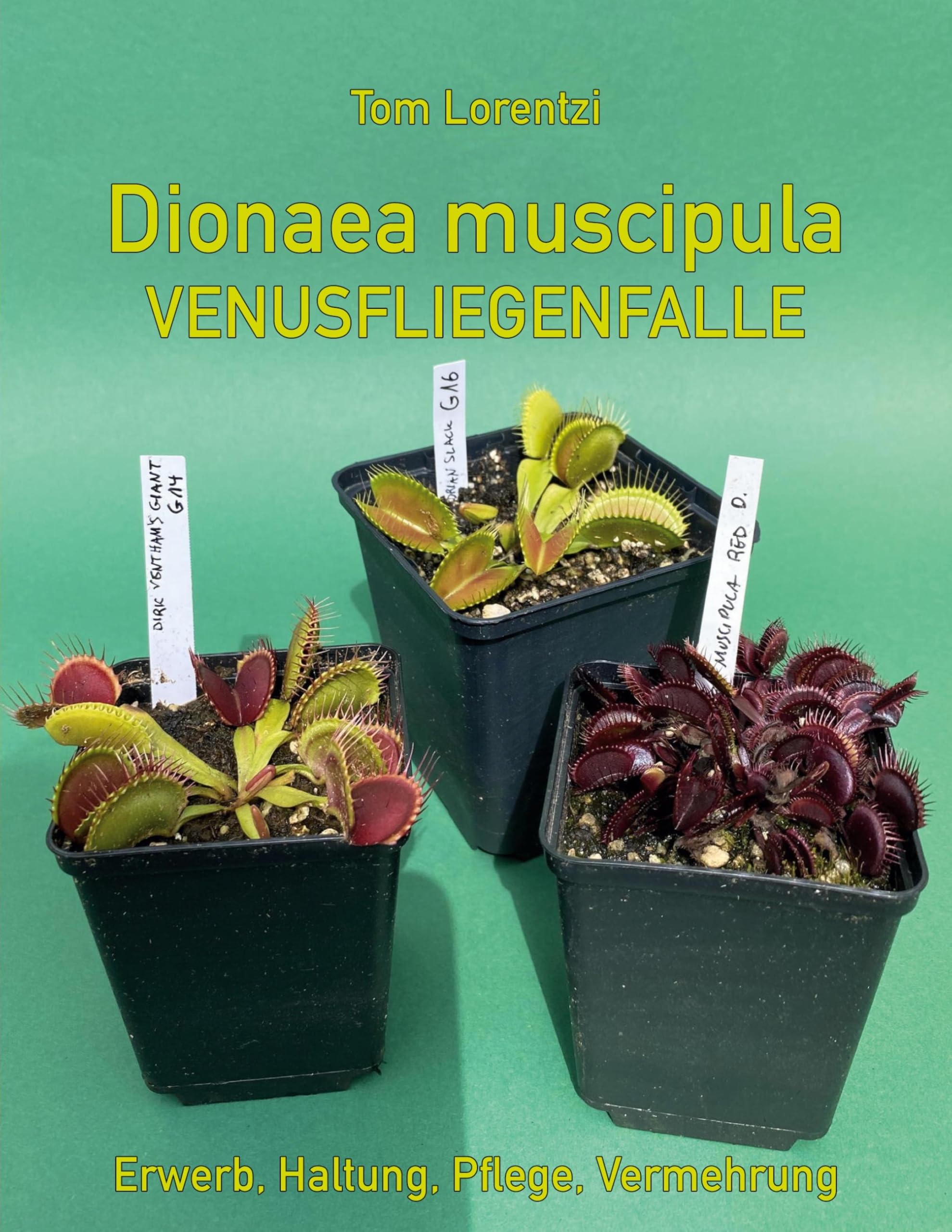 Dionaea muscipula: Venusfliegenfalle