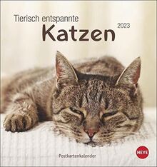 Tierisch entspannte Katzen Postkartenkalender 2023 - Tierkalender mit perforierten Postkarten - zum Aufstellen und Aufhängen - mit Monatskalendarium - 16 x 17 cm