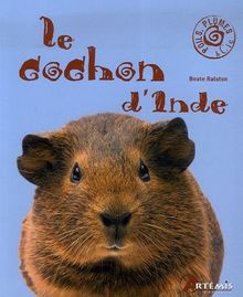 Le cochon d'Inde