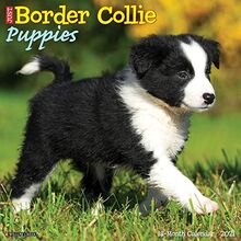 Just Border Collie Puppies 2021 Calendar von Willow Creek Press | Buch | Zustand sehr gut