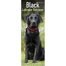 Avonside Publishing Ltd: Black Labrador Retriever Slim Calen