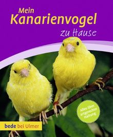 Mein Kanarienvogel zu Hause