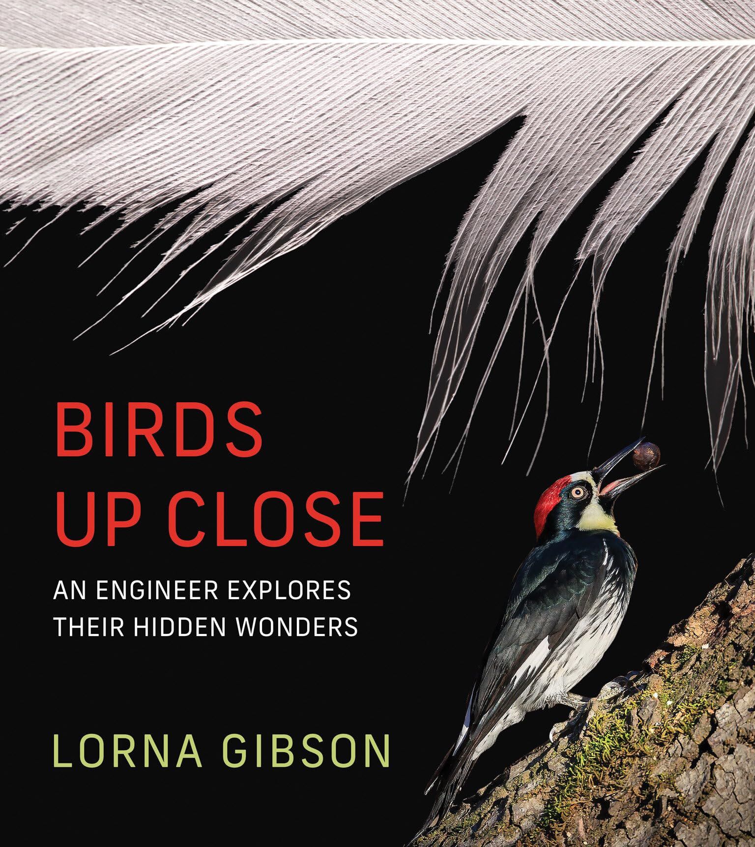Birds Up Close
