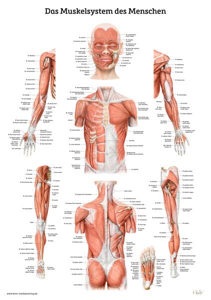 Das Muskelsystem des Menschen: Lernposter der menschlichen Anatomie