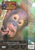 Animal Planet - Jeff Corwins tierische Abenteuer: Borneo