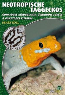 Neotropische Taggeckos: Gonatodes albogularis, Gonatodes fuscus & Gonatodes vittatus