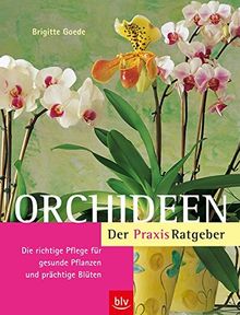 Orchideen. Der Praxis-Ratgeber: Die richtige Pflege für gesunde Pflanzen und prächtige Blüten