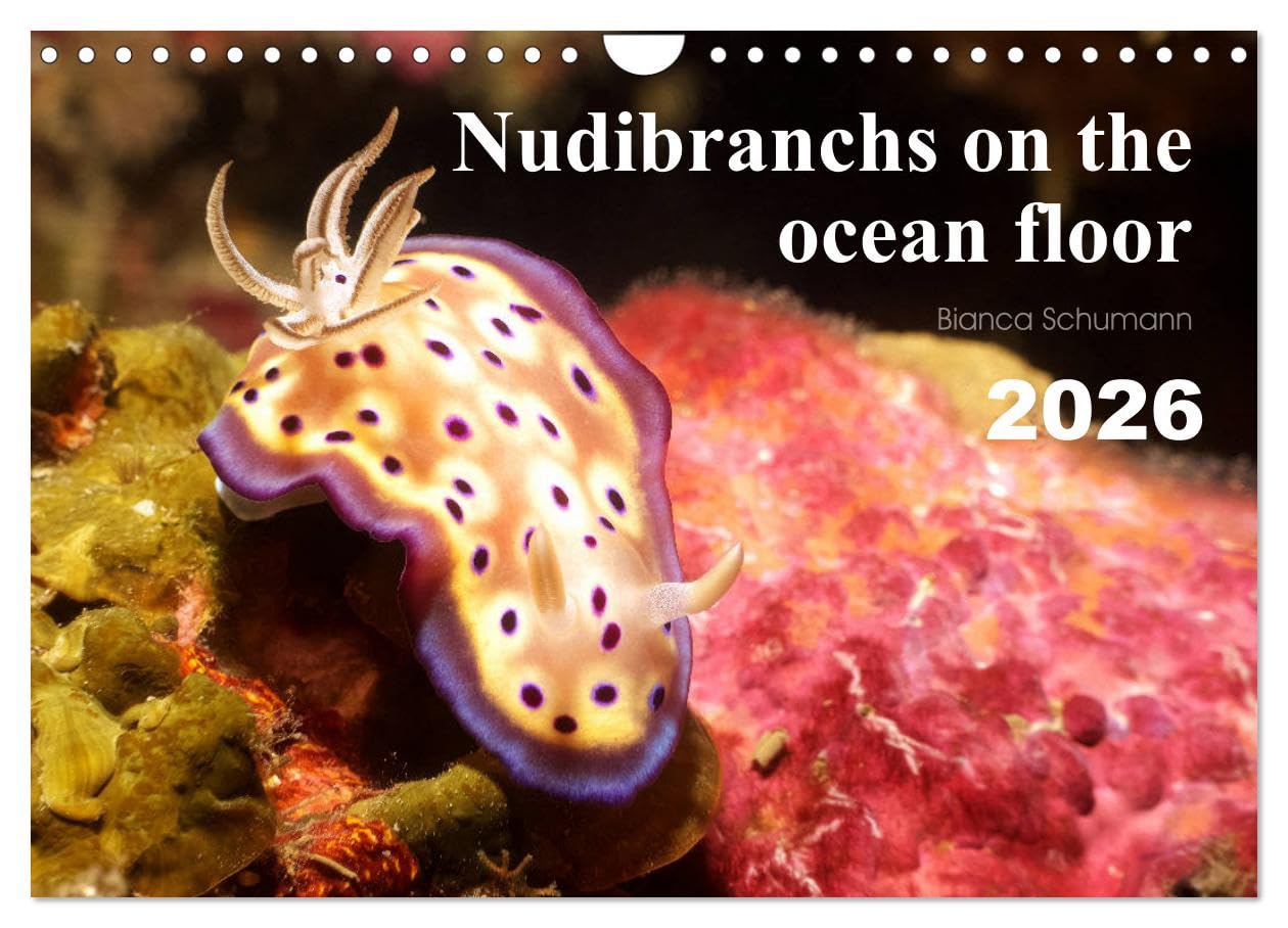 Nudibranchs on the ocean floor (Wall Calendar 2026 DIN A4 landscape), CALVENDO 12 Month Wall Calendar: There are many different nudibranchs in tropical seas.