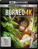 Borneo - Faszination Asien (4K Ultra HD) (+ Blu-ray)