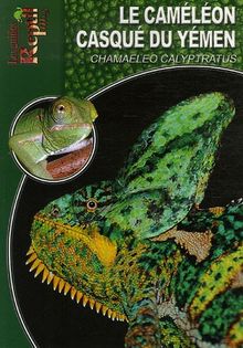 Le caméléon casqué du Yémen : Chamaeleo calyptratus