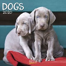 Dogs 2022: Broschürenkalender mit Ferienterminen. Hunde und Welpen. 30 x 30 cm