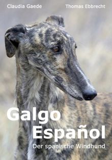 Galgo Español: Der spanische Windhund