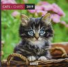 Aquarupella 2019 Cats: Chats