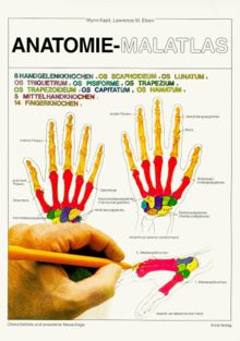 Anatomie - Malatlas